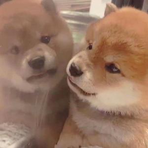 在厨房趴着掀起裙子H
